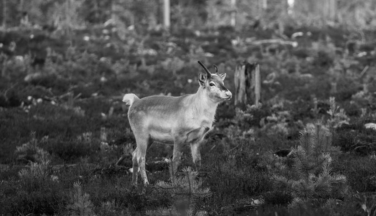5D4_9345-1_Superlarge.jpg