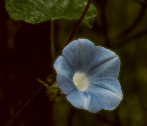 bindweed (1 of 1).jpg