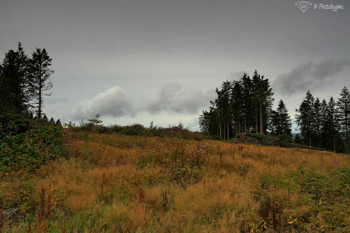 62B_4825.jpg