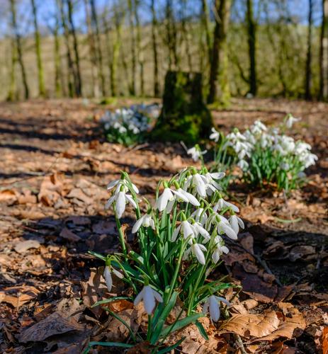 Snowdrops in Syke Woods.JPG