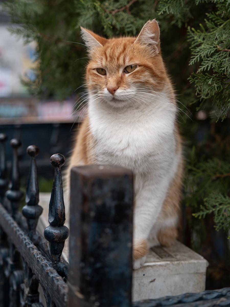 Street Cat of Istanbul