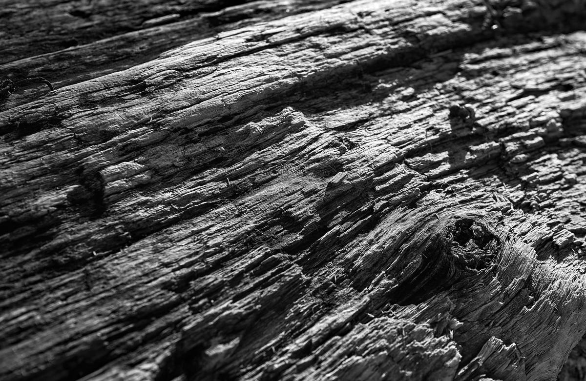 driftwood-log-BW.jpg
