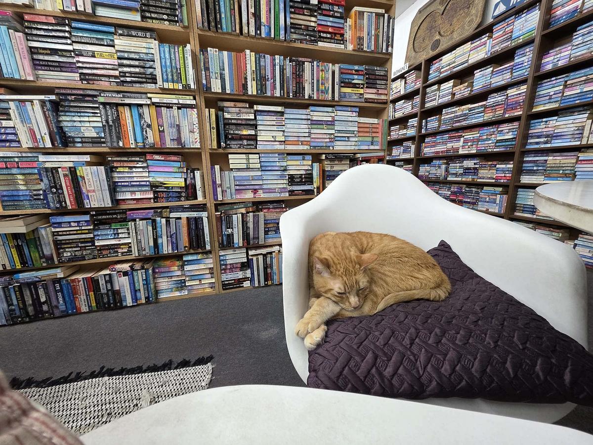 Bookshop Kitty