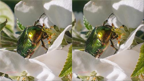 Green beetle.jpg