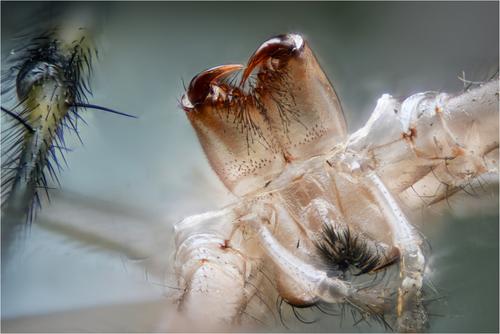 spider facebook 11.jpg