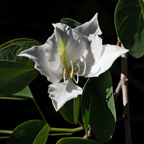 White Bauhinia 01.JPG