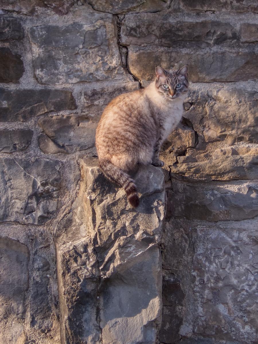 Citadel Cat