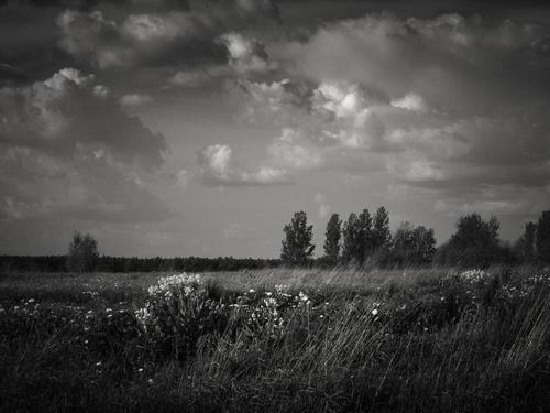 IMGP4554_BW.jpg