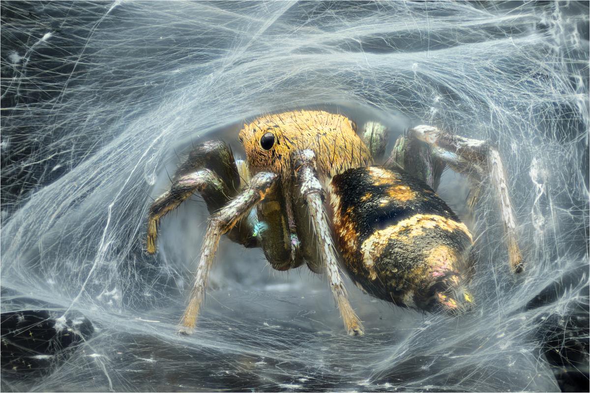 2025-10-15-19.24.53 ZS PMax copy.jpg