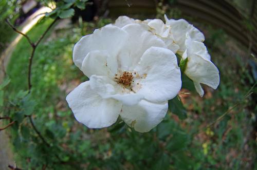 IMGP9786white flowerFE.jpg