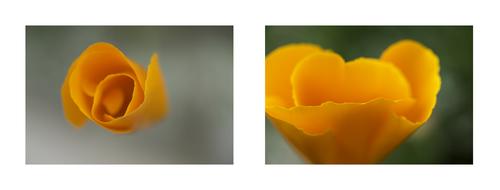 Poppy-Diptych-1.jpg