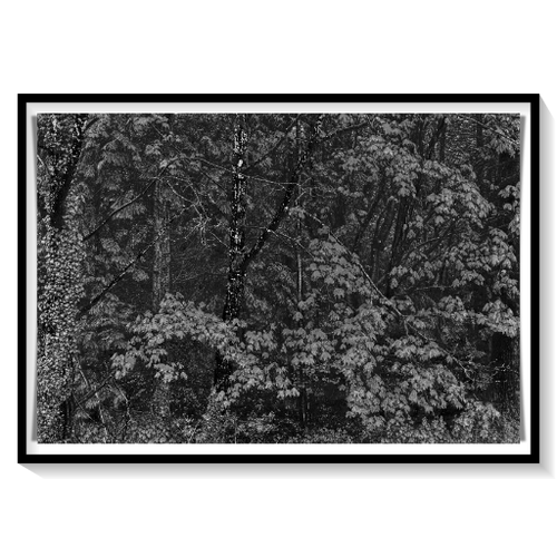 batch_DSCN1538-Woods-Ranges-Everleigh-Wiltshire-BW-512.png