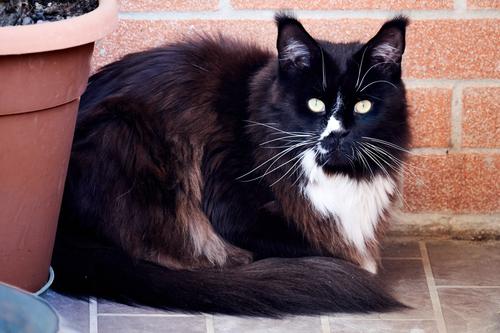 Micio