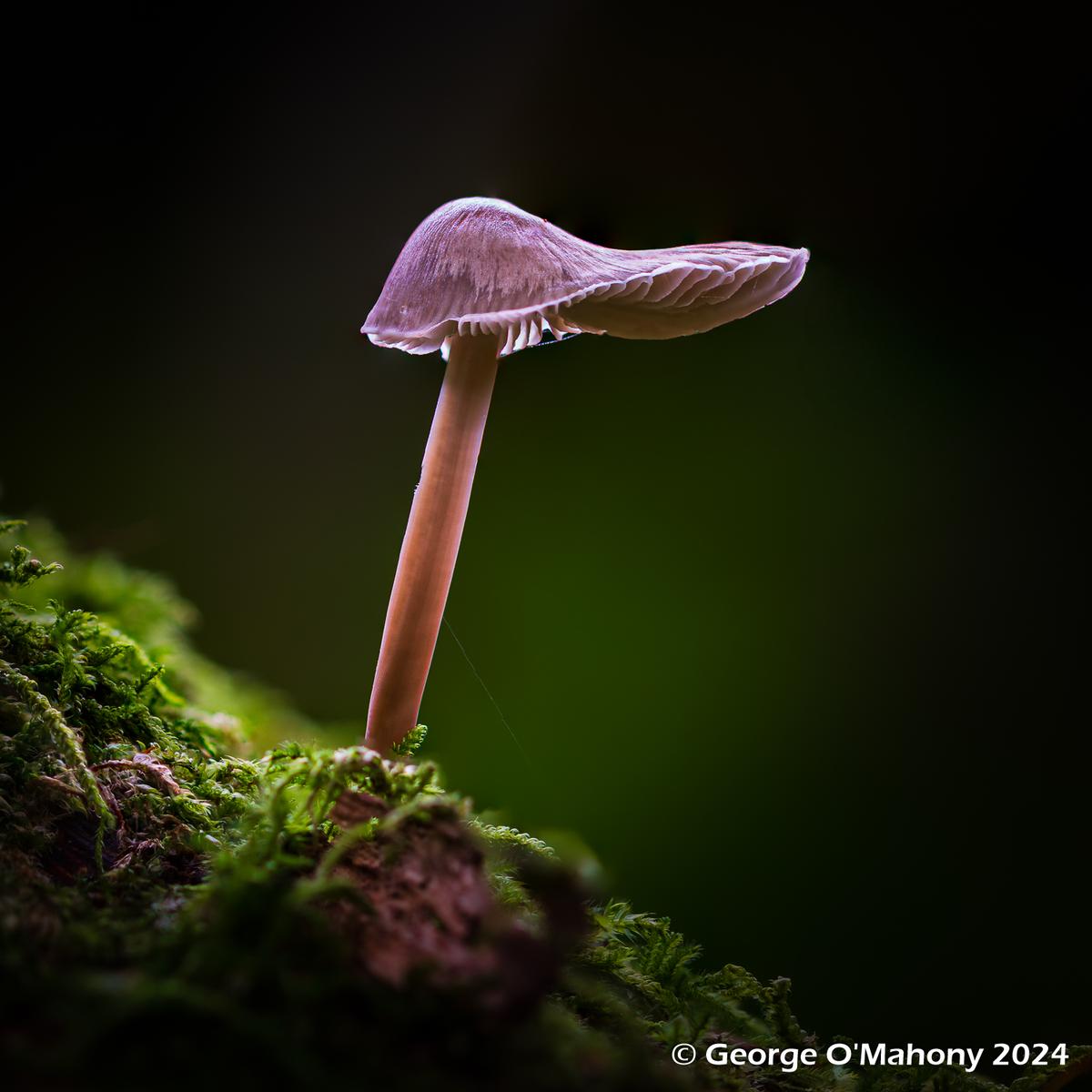 Fungi 2024 (8).jpg