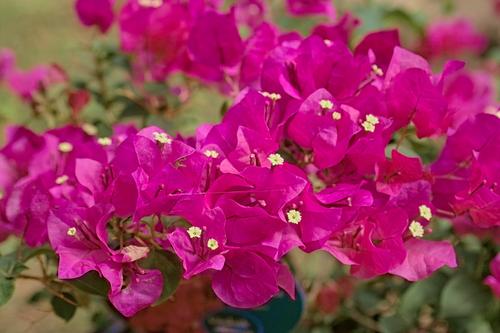 Bougainvilla-SPP-RT.jpg