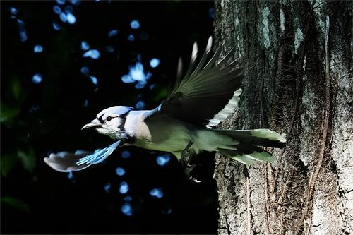 Blue Jay Choosing Flight Over Fight - Small Sensor Photography by Thomas  Stirr