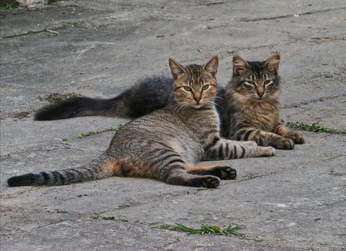 Farm Cats