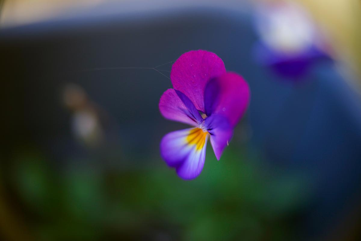 OptischeWerkeGoettingen_Duotar_50mm_F1-5_10.jpg
