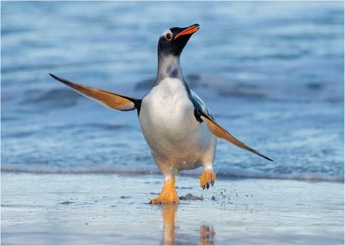Running Gentoo.jpg