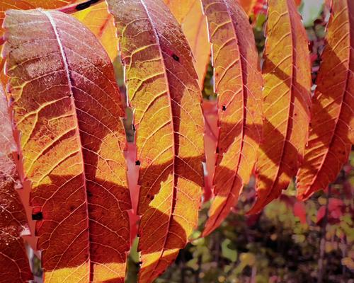 Red Leaves.jpg