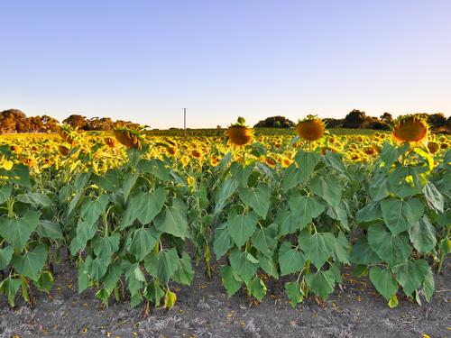 sunflower lines.jpg