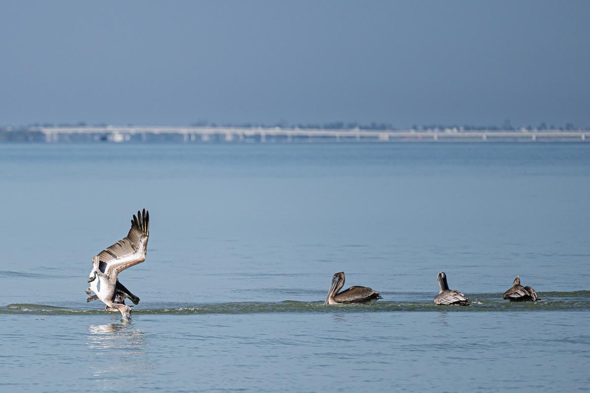 Pelican fishing-1.jpg