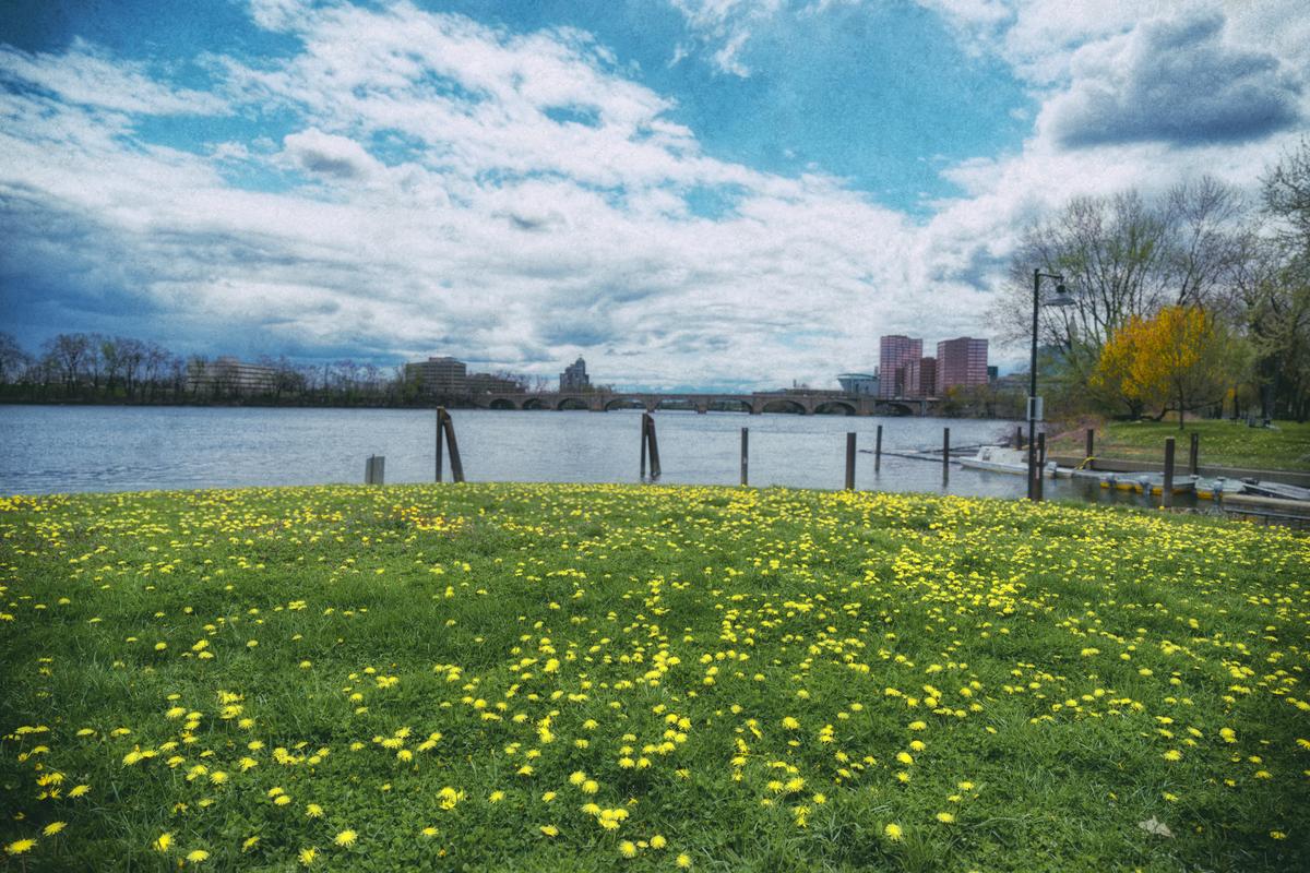 dandelions.JPG