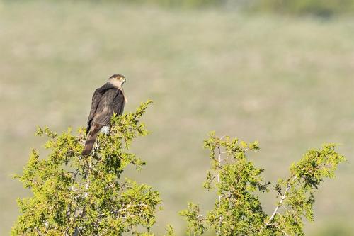 Cooper'sHawk_DSC_1852.jpg