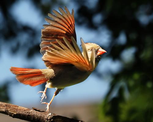 Cardinal Take Off.jpg