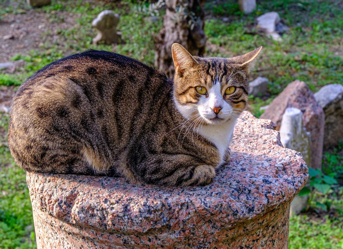 Cemetery Kitty
