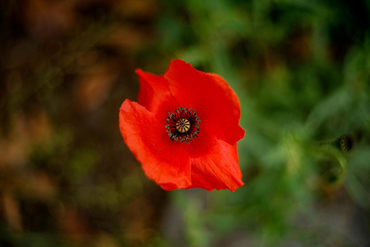 Solagon_50mm_223.jpg