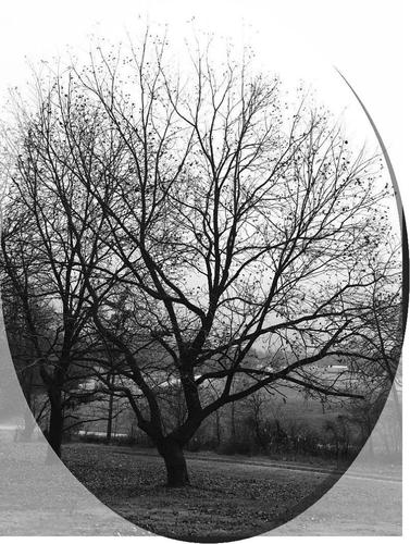 pecan tree in oval.jpg