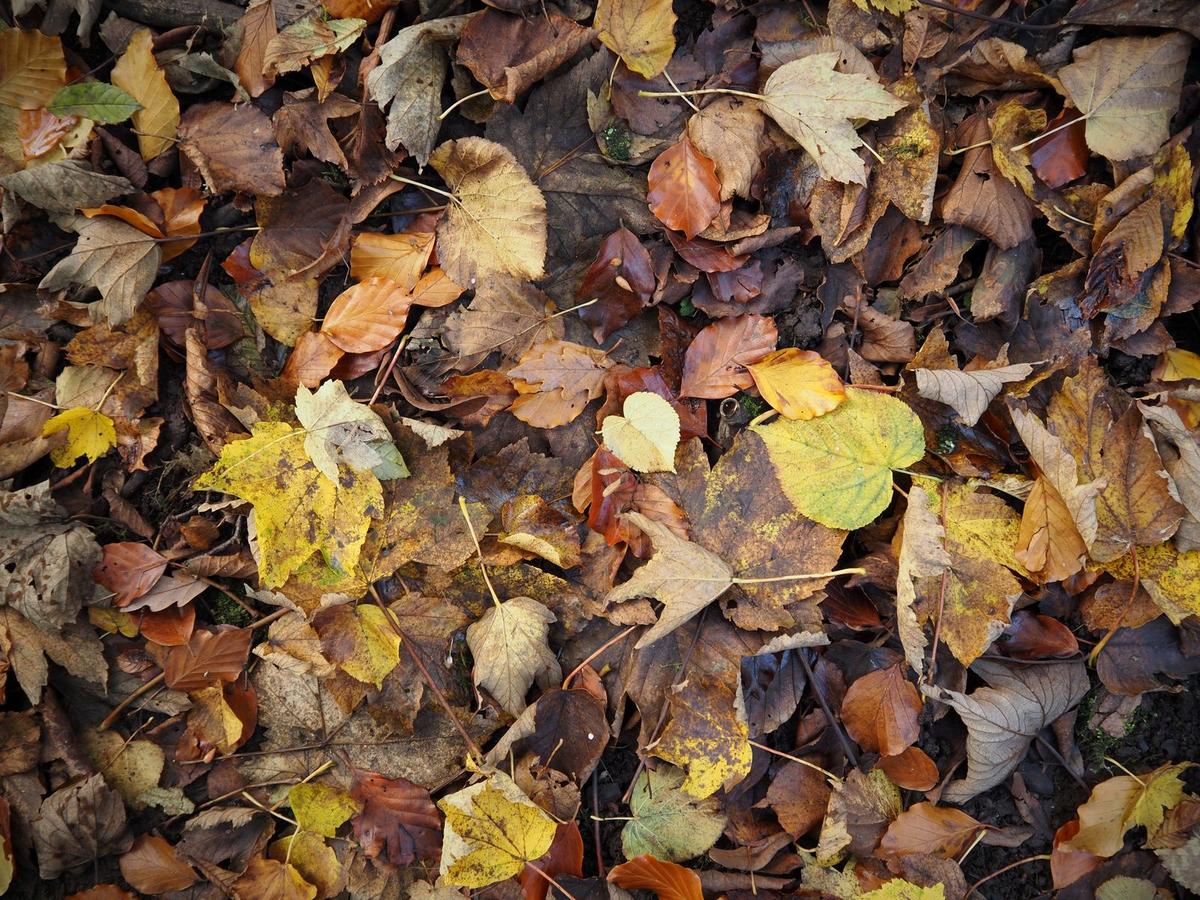 PA290023 - Copy_web.jpg