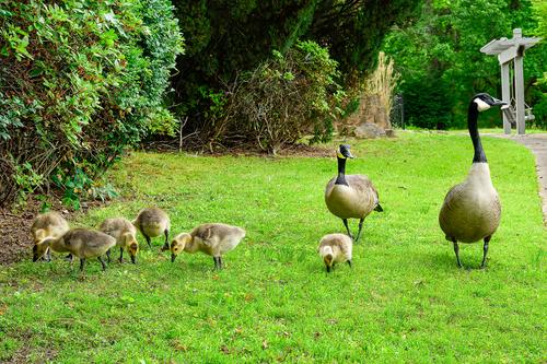 Geese family-3.jpg