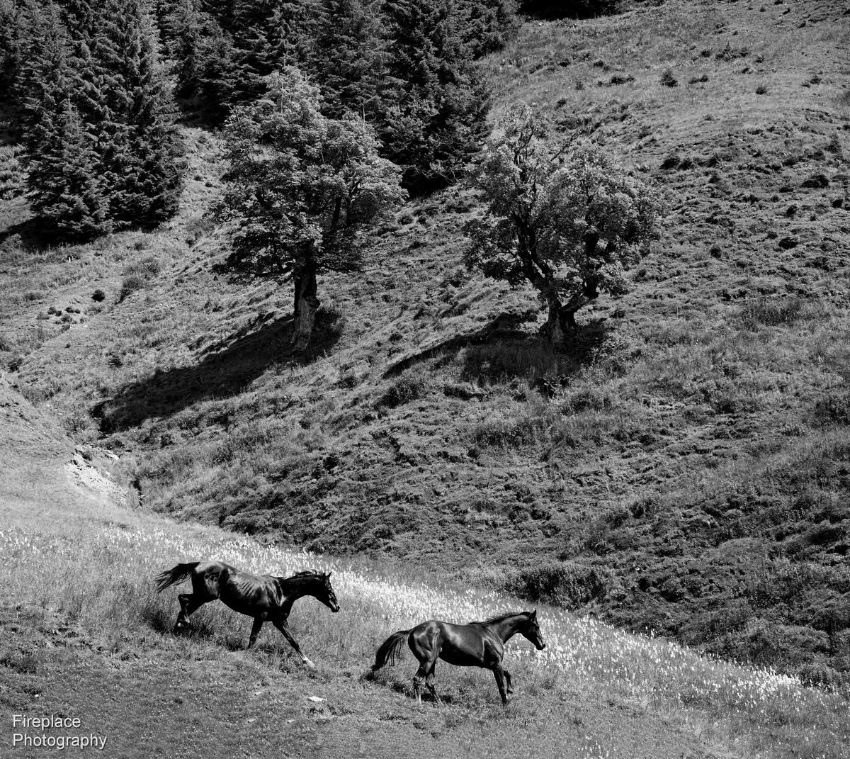 DSC_6791 d e B&W 2 smaller.JPG