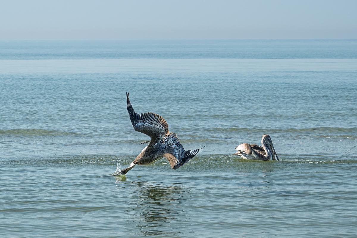 Pelican fishing-2.jpg