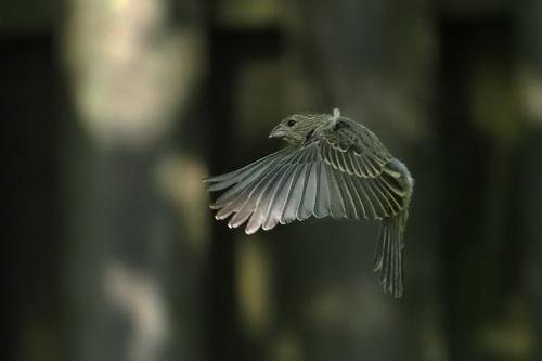 Finch in Flight Final.jpg