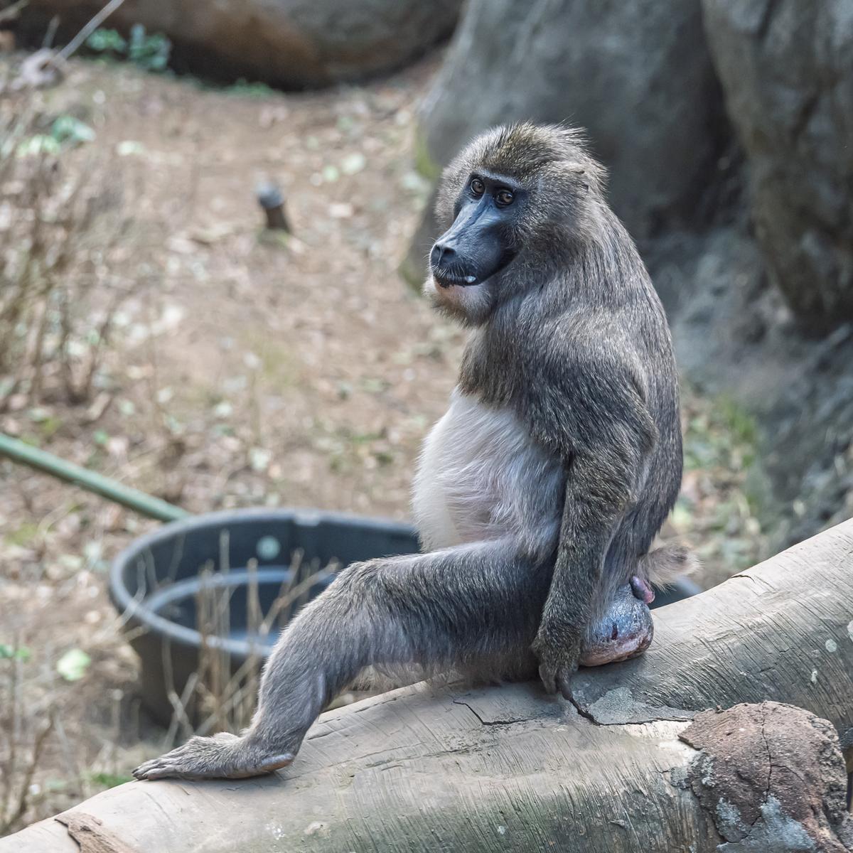 Atlanta Zoo 20260219 - 81.jpg