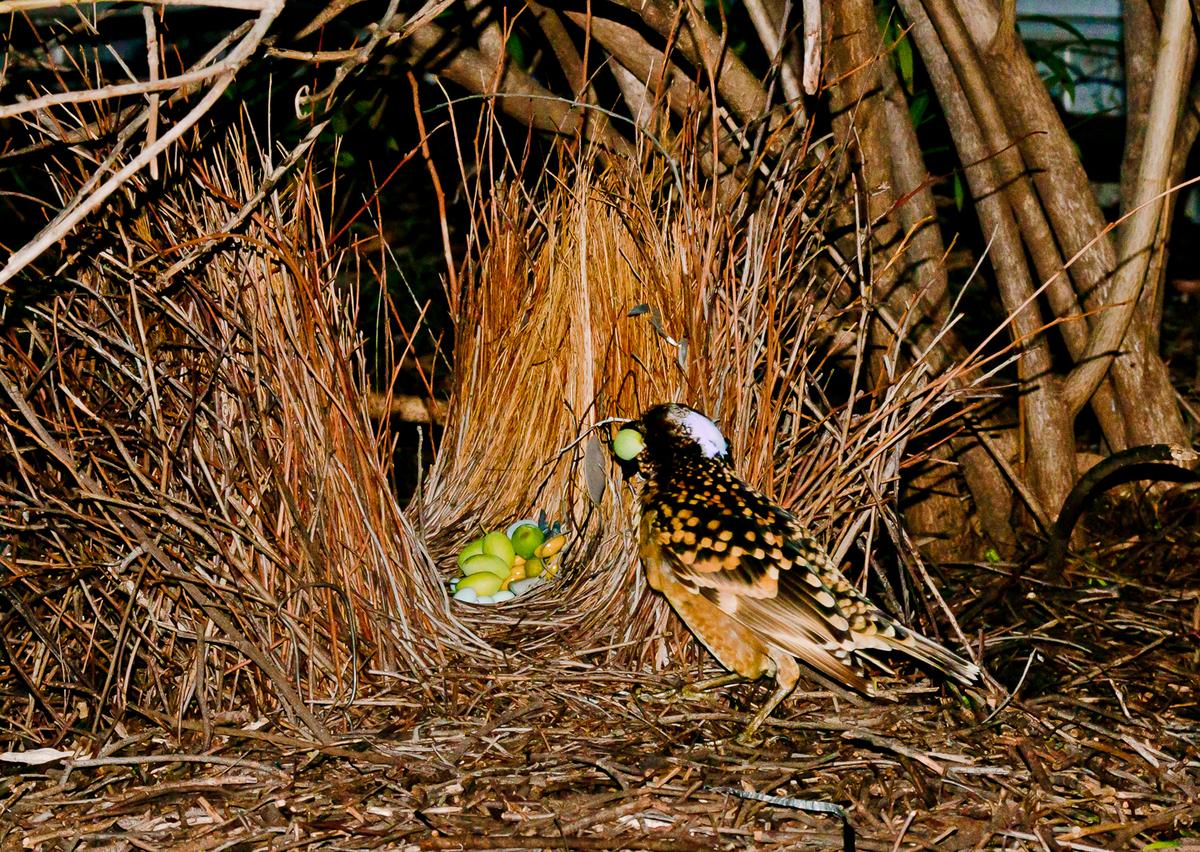 Western bower bird (1 of 1).jpg