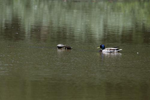 Three Turtles and a Duck 2023-05-26 12.07.23_DxO.jpg