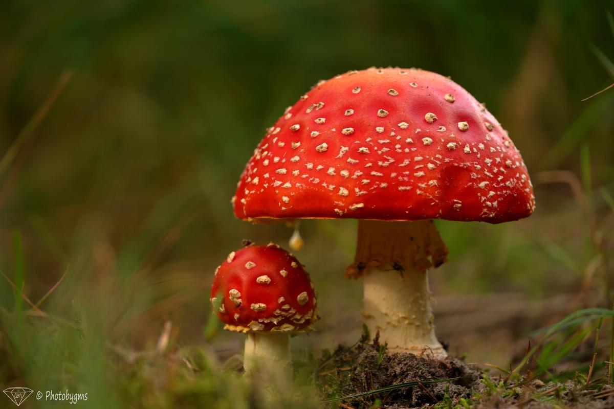 62A_6037.jpg