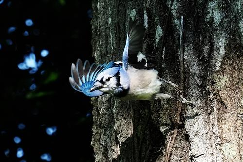 Blue Jay 3.jpg