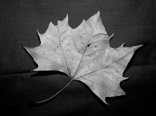 Autumn Leaf 1920W-mono.png