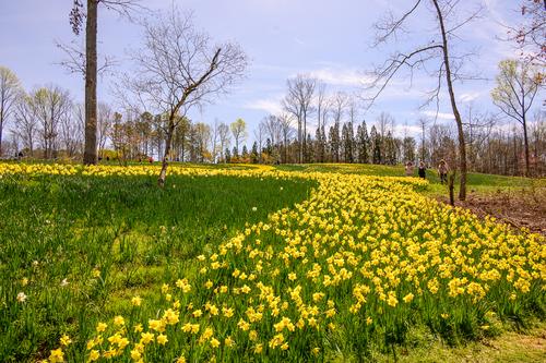 Gibbs Gardens 240324-971.jpg