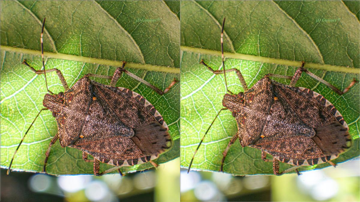 Stink Bug-2.jpg