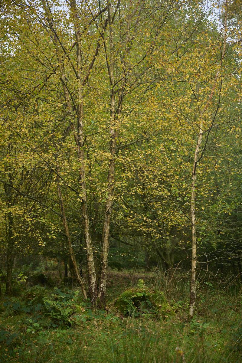 DSC_7965.jpg
