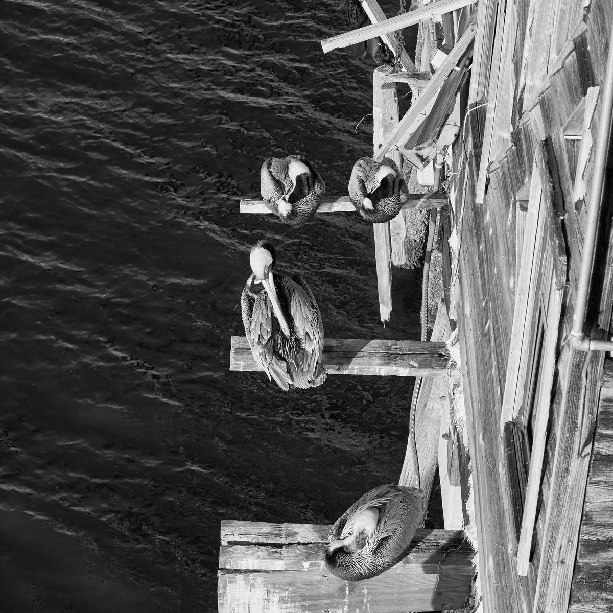 Cedar Key Pelican_nz84541-20250318-0162.jpg