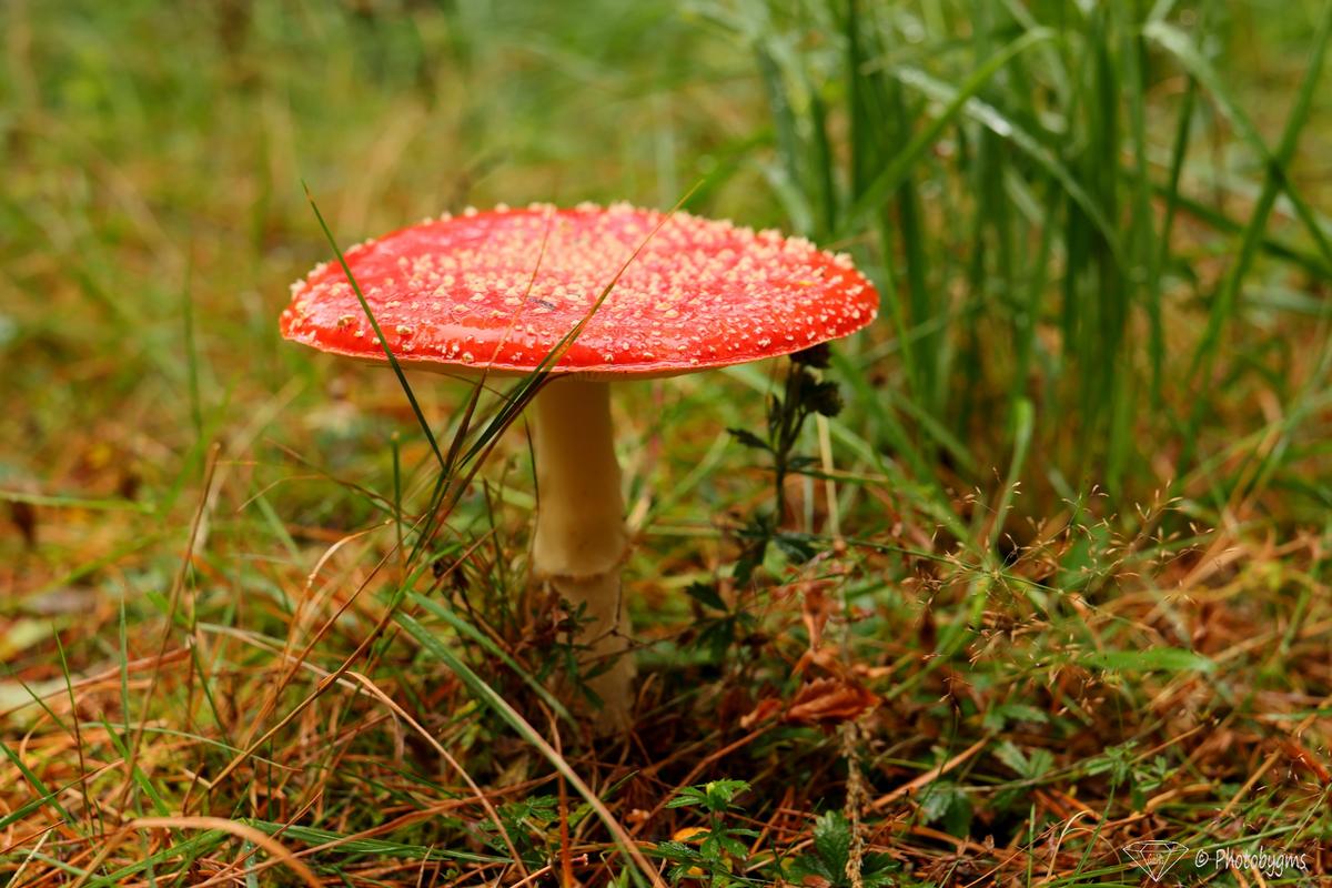 62A_9382.jpg