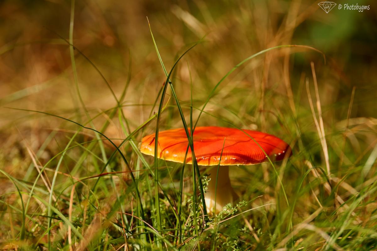 62A_5973.jpg