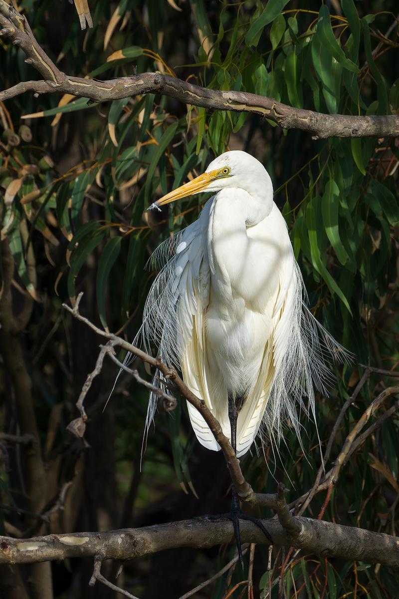 _7RV4811_Great_Egret_2.jpg